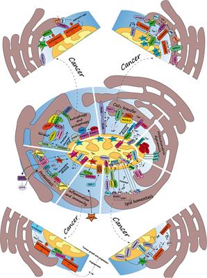 Mitochondria-Associated Membranes As Networking Platforms and Regulators of Cancer Cell Fate